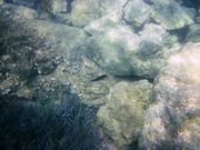 Chromis chromis Linné, 1758 - Mönchsfisch, crnej, Fundort: Vir 09/2011, Meerestier