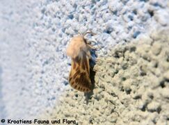 ♂ , Otok Vir 05/2020