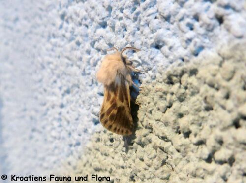 Dyspessa ulula Vir 200515 684.JPG