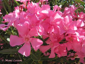 Nerium oleander, Vir 110615 16.jpg