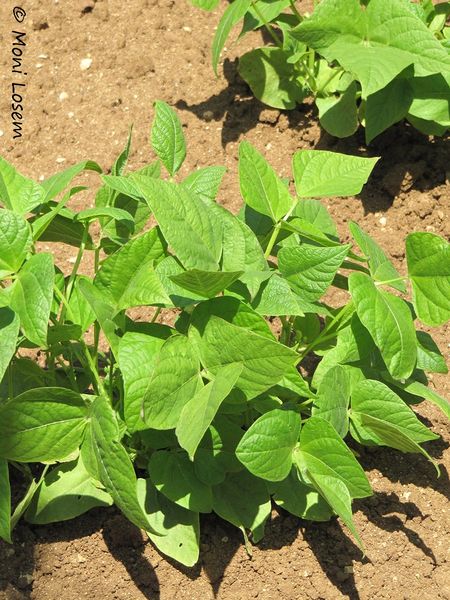 Datei:Phaselous vulgaris Linné, 1758 Zad 120519 201.jpg