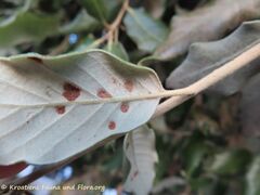 Aceria ilicis Canestrini, 1890 Zat 210928 2685.JPG