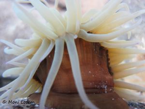 Anemonia sulcata Pennant, 1777, Vir 120804 788.jpg