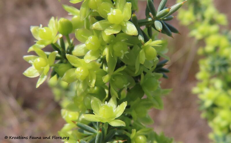 Datei:Asparagus acutifolius Linné, 1753 Zaton 210909 2636 k Blüte junge Frucht.jpg