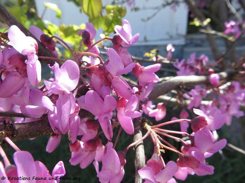 Datei:Cercis siliquastrum Linné, 1753 ZračZat 180421 12387.jpg