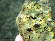 Cliona carteri Ridley, 1881 - Oranger Bohrschwamm, Fundort: Vir 08/2014, Meerestier