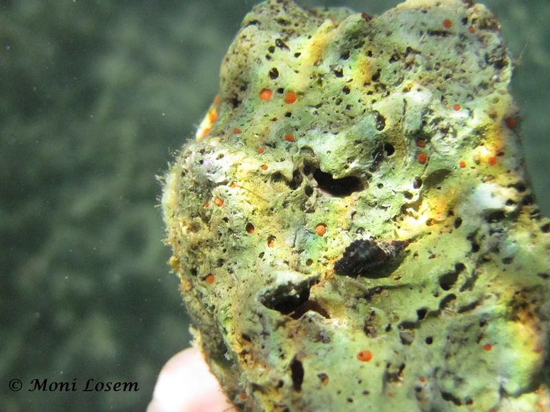 Datei:Cliona carteri Ridley, 1881 Vir 140809 5271.jpg