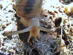 CornAsp Vir 120915 2612.jpg