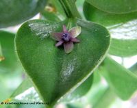 Ruscus aculeatus Linné, 1753 - Stechender Mäusedorn, bodljikava veprina. Fundort: Vir 01/2013, Giftpflanze , Heilpflanze, Essbare Pflanze , Gefährdete Pflanze