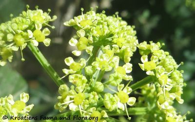 SmyrOlus BlüD Veli Rat 180422 12590.jpg