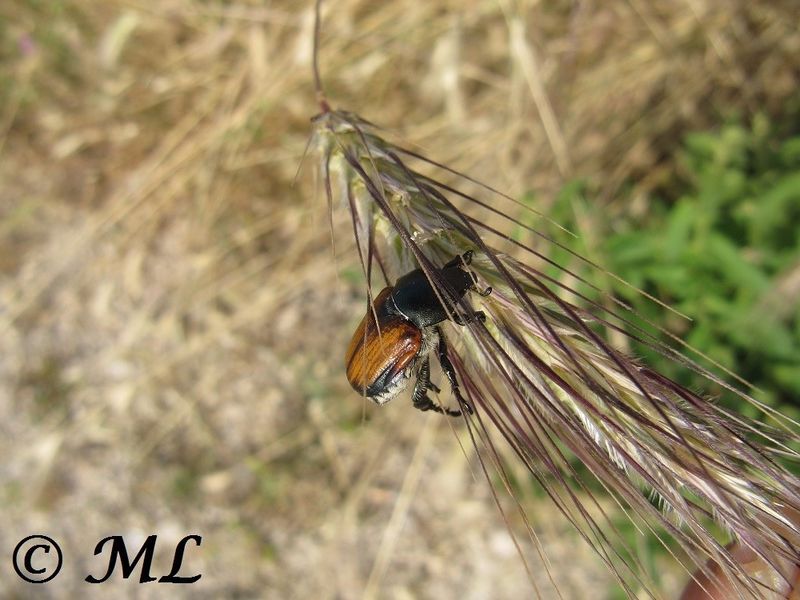 Datei:AniAgri Zad 140607 3910.jpg