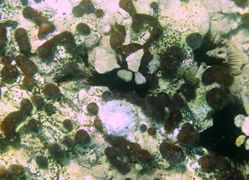 Neben Schwämmen, Vir 09/2011