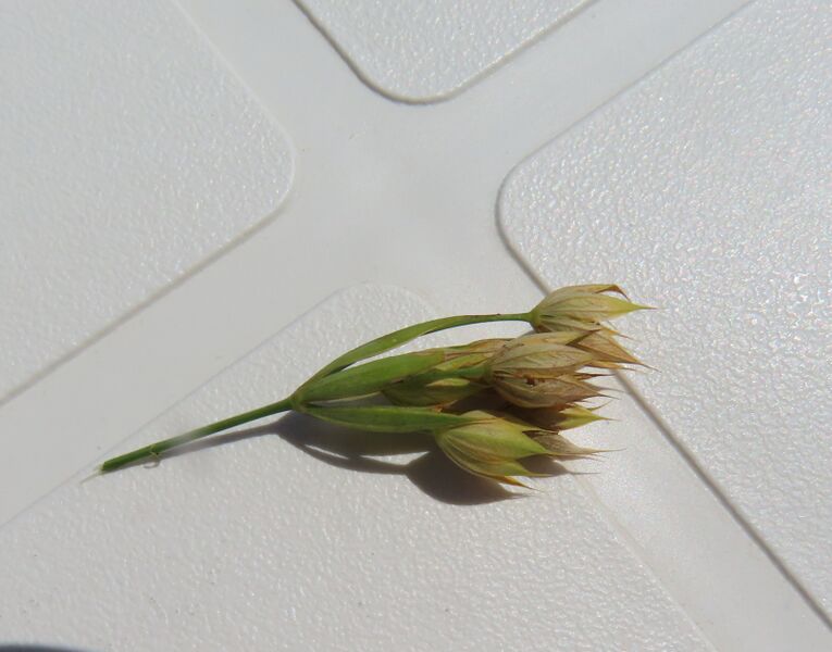 Datei:Bupleurum veronense Vir 230702 4119 d.JPG