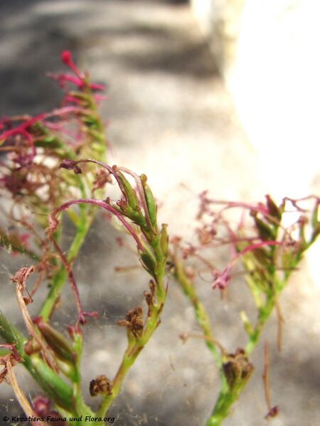 Datei:CentRub Vir Fru 160613 8898.jpg