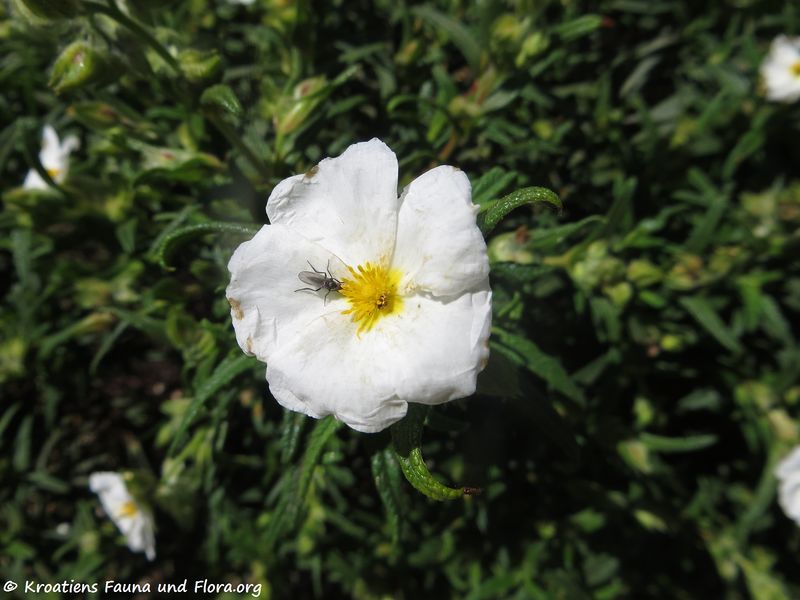 Datei:Cistus monspeliensis Linné, 1753 Saka 180422 12533.jpg