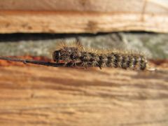 Seitenansicht mit Segmentierung, Vir 02/2013