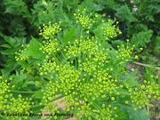 Levisticum officinale Koch, 1824 - Liebstöckl, luštrek. Fundort: Vrana 05/2016. Heilpflanze