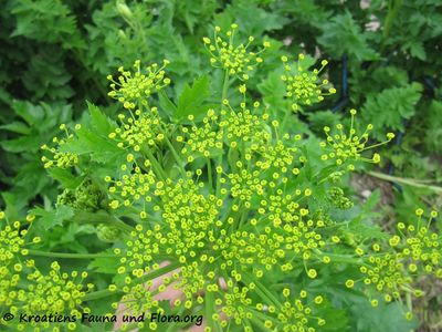 LevOff Vra 160515 8639.jpg