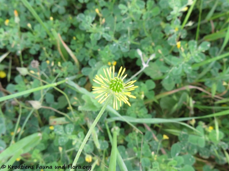 Datei:Ranunculus bulbosus Linné, 1753 SvFiJa 180418 12290.JPG