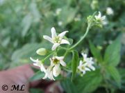 Vincetoxicum hirundinaria Medikus, 1790 - Weiße Schwalbenwurz, bijeli lastavičnjak. Fundort: Bayern – Bad Abbach, Heilpflanze