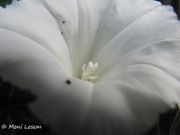 Calystegia sepium (L.) Brown, 1810 - Echte Zaunwinde, obični ladolež, čadorčić Bayern, Thalmassing 10/2012, Heilpflanze, Giftpflanze