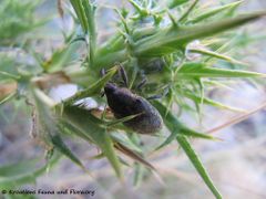 Auf Scolymus hispanicus Linné, 1753 - Spanische Golddistel, bodičasta neznanka. Vir 06/2015
