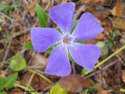 Balkan-Immergrün. Fundort: Vir 04/2022, Giftpflanze, Zierpflanze