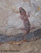 © Jens Eichmüller, Otok Pag 04/2020