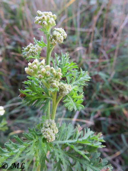 Datei:Achillea ligustica Linné, 1753 Vir 121230 4284.jpg