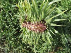 CardNu Verbä Vir 180213 10770.jpg