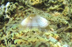 DioGibb Vir 130613 2870d.jpg