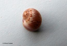 Dorsal mit der großen Endwindung, Vir 06/2009