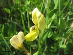 Junge Frucht, Ždrijac 04/2016