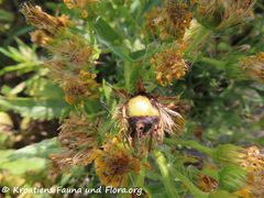 Verlassene Galle, Otok Vir 09/2021