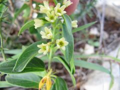 Vincetoxicum hirundinaria subsp. adriaticum (Beck) Markgr., 1971 Vir 131004 4907.jpg