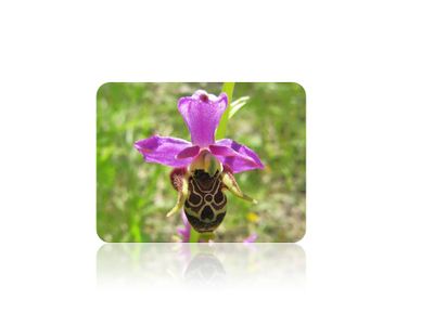 Wiki Geschützte Pflanzen.jpg