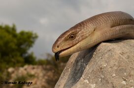 Insel Vir 09/2018, © Werner Kalopp