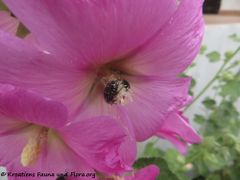 Auf Alcea rosea Linné, 1753 - Stockrose, ružičasti bijeli sljez, Otok Vir 05/2020