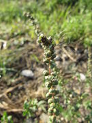 Blüte, Nuštar 10/2011