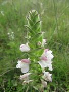 Bartsia trixago Linné, 1753- Bunte Bellardie, sredozemna belardija Privlaka 05/2014