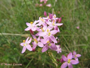 Centaurium erythraea Rafn, 1800 Sab 140527 3692.jpg