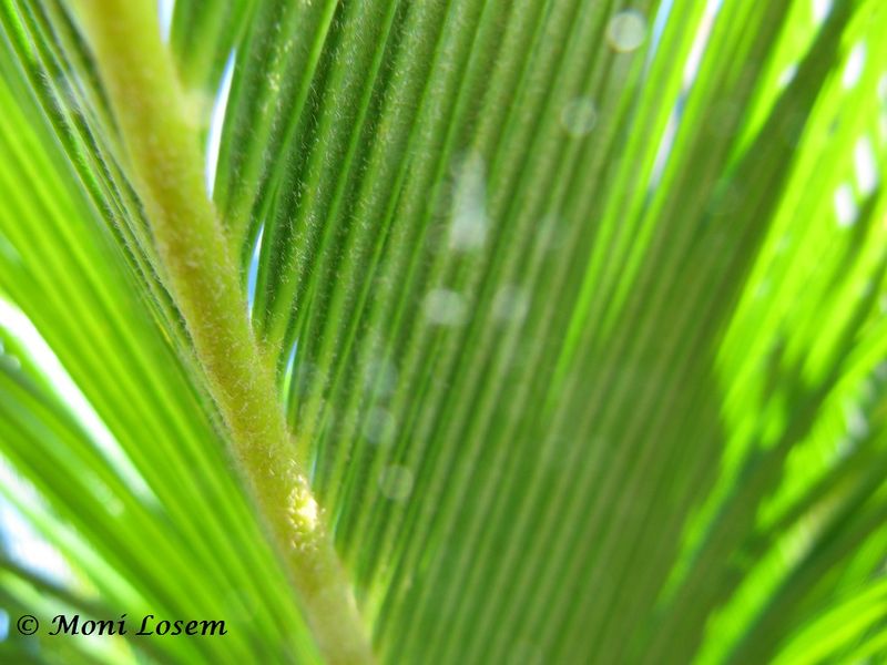 Datei:Cycas revoluta Thunberg, 1784, Zad 120907 1954.jpg