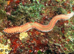 Hermodice carunculata Pallas, 1766 2.jpg