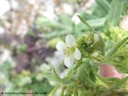Arabis turrita Linné, 1753 - Turm-Gänsekresse, tornjasta gušarka. Fundort: Senj 03/2014