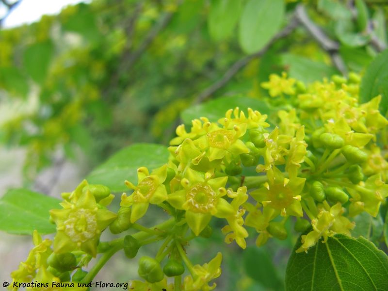 Datei:Blü2 Pal spin Senj 150520 0710.jpg