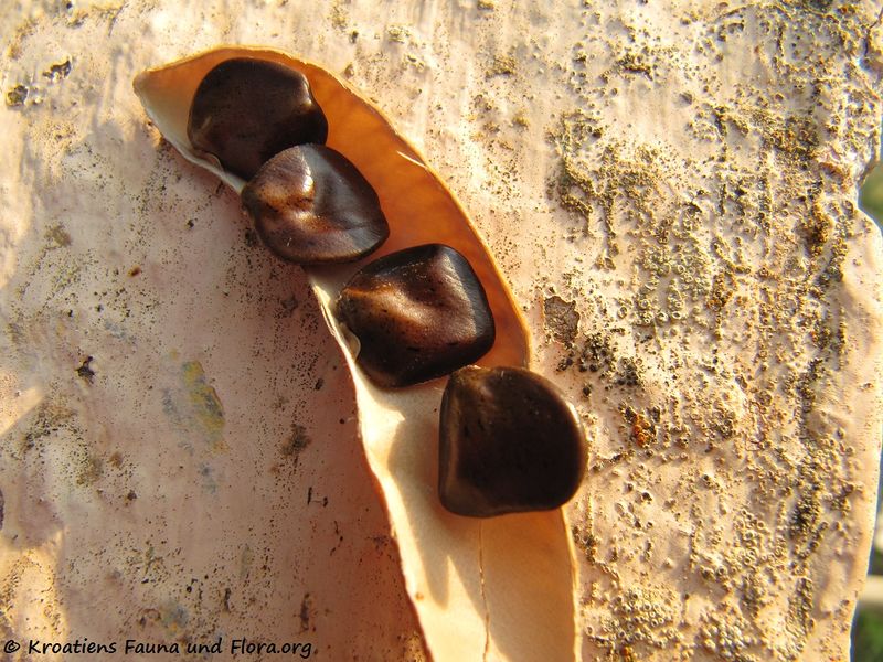 Datei:CaesaGilles Vir 130927 4400.jpg