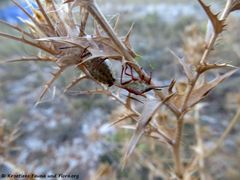 Die Unterseite, Otok Vir 07/2018