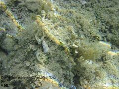 In situ mit Einsiedlerkrebs, Vir 09/2011