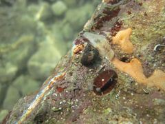 Zwischen Tunikaten, Vir 08/2014