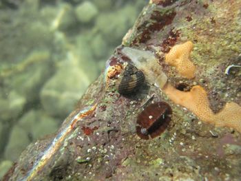 ClanCru Vir 140810 5326.jpg